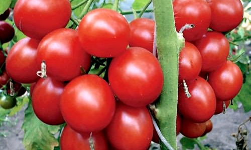 Томата верлиока: описание и отзывы о сорте