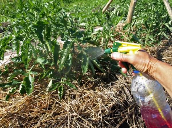 Томатная грядка: чем подкормить помидоры после высадки в грунт