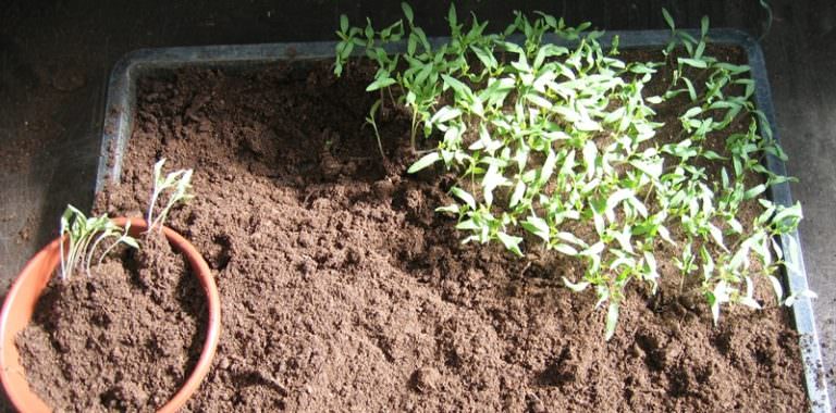 Томатные проблемы: почему гибнет рассада помидоров после пикировки?