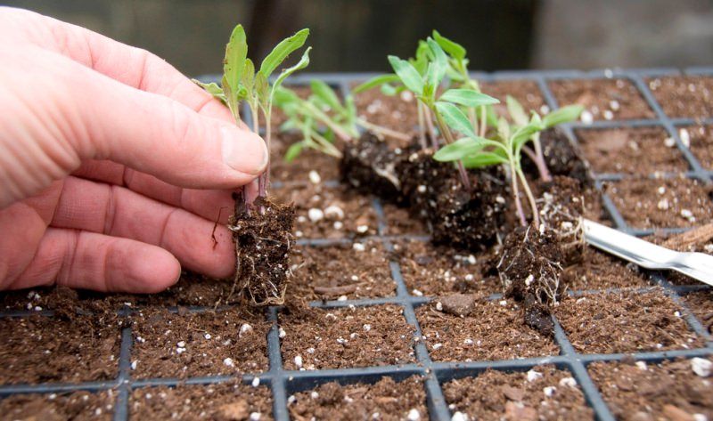 Томатные проблемы: почему гибнет рассада помидоров после пикировки?