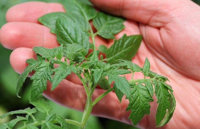 Томатные проблемы: почему гибнет рассада помидоров после пикировки?