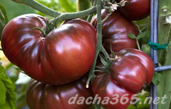 Томаты черный принц: описание сорта и технология выращивания