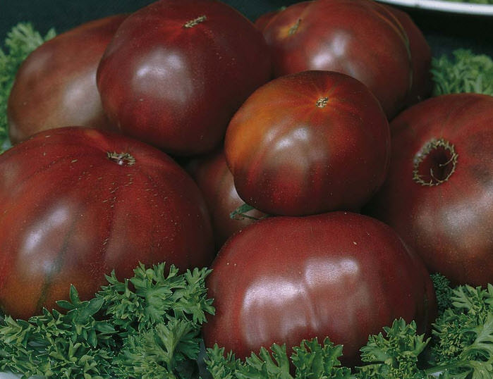 Томаты черный принц: описание сорта и технология выращивания