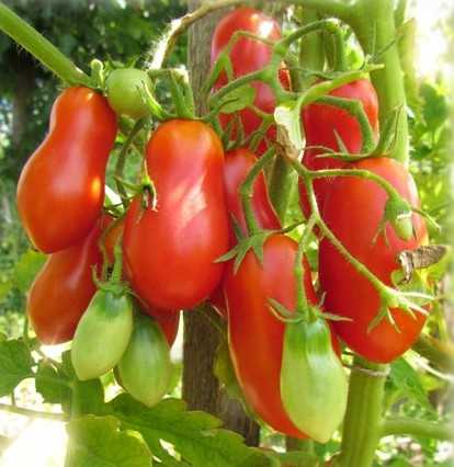 Томаты московские: описание сортовой группы