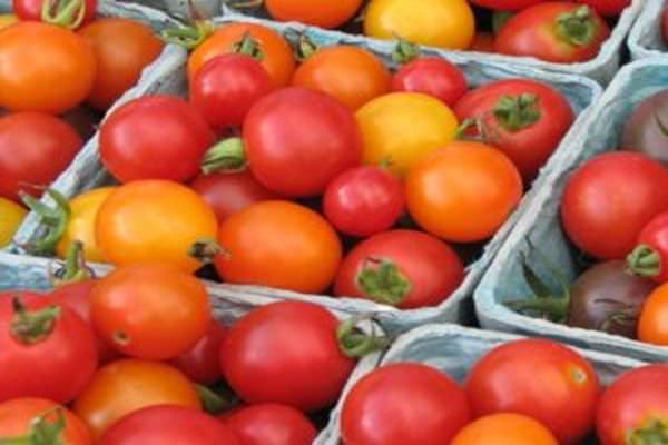 Томаты слот: характеристика сорта и особенности культивирования