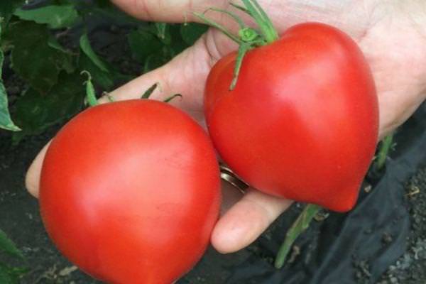 Томаты слот: характеристика сорта и особенности культивирования