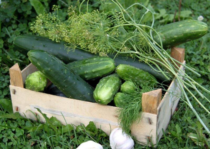 Топ-12 ранних сортов огурцов для теплицы