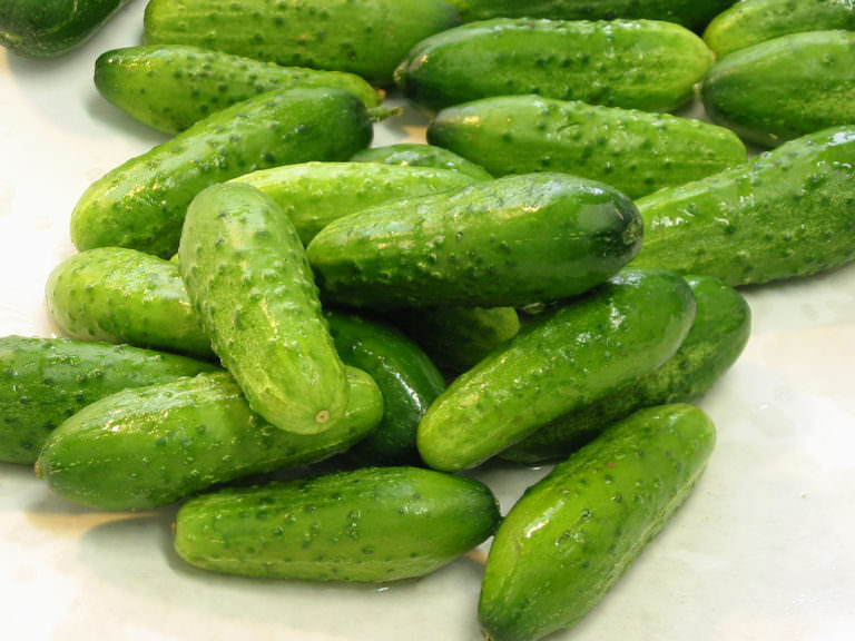 Топ-12 ранних сортов огурцов для теплицы