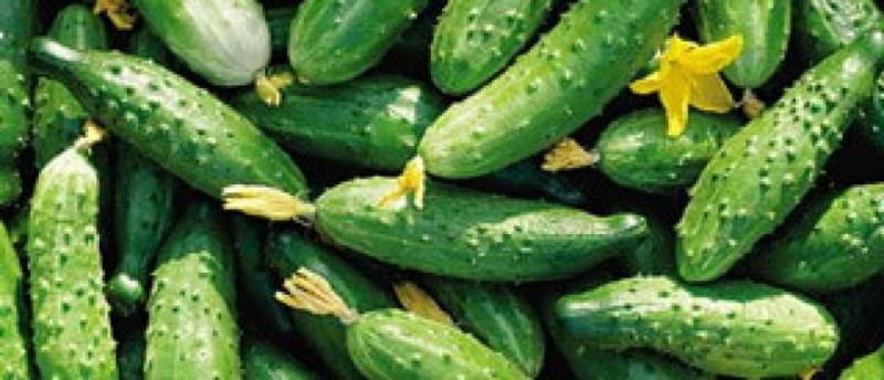 Топ-12 ранних сортов огурцов для теплицы