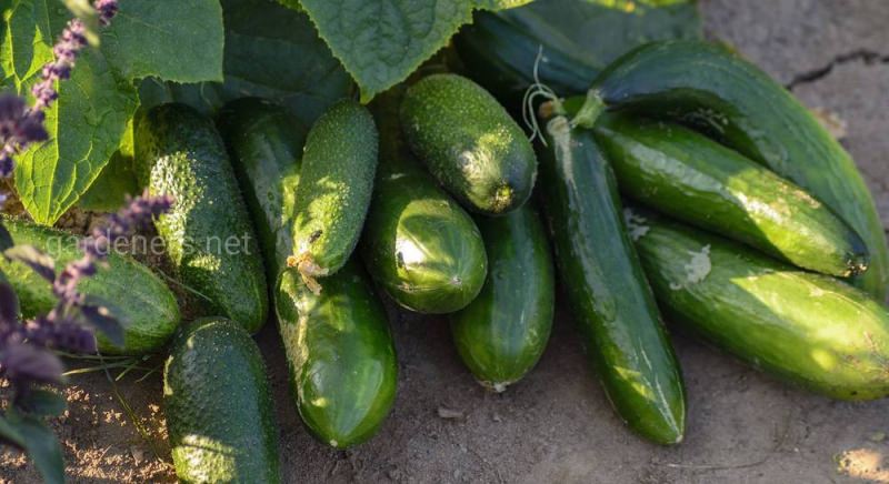 Топ-12 ранних сортов огурцов для теплицы