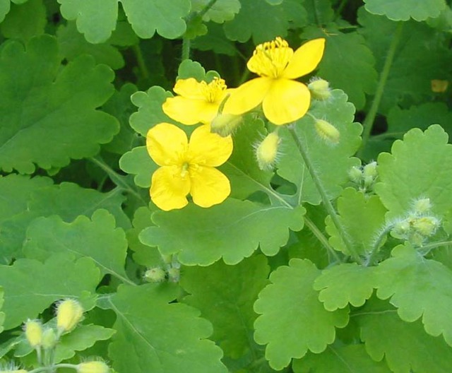 Травы при варикозе: каштан, доник, крапива, каланхоэ, софора японская, бессмертник, одуванчик, тысячелистник, ромашка