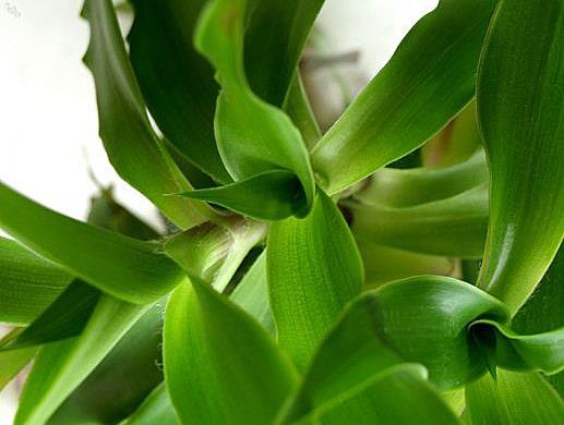 Травы при варикозе: каштан, доник, крапива, каланхоэ, софора японская, бессмертник, одуванчик, тысячелистник, ромашка