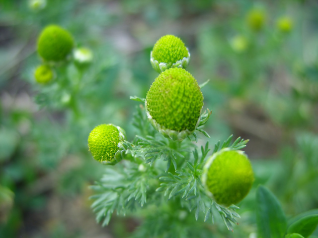 Травы при варикозе: каштан, доник, крапива, каланхоэ, софора японская, бессмертник, одуванчик, тысячелистник, ромашка