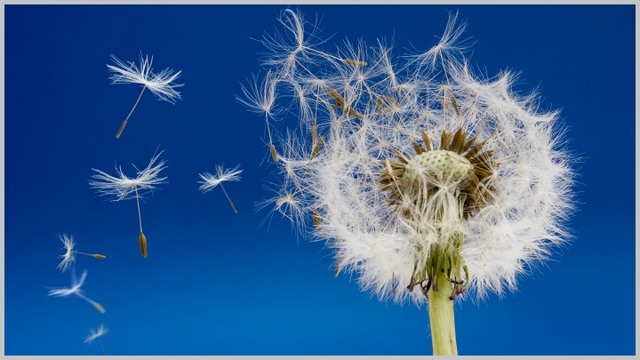 Травы при варикозе: каштан, доник, крапива, каланхоэ, софора японская, бессмертник, одуванчик, тысячелистник, ромашка