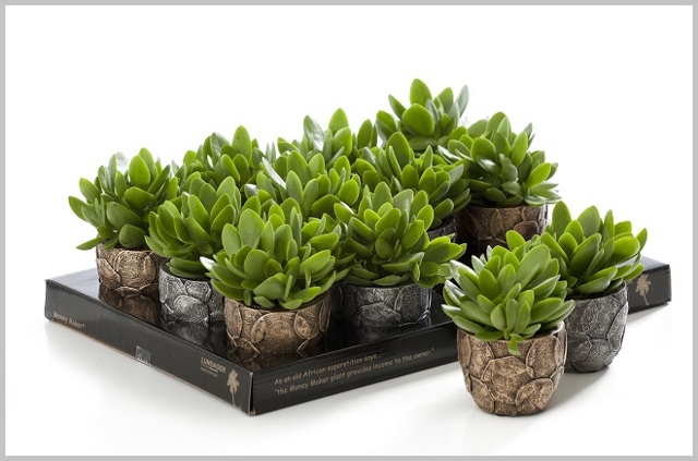 Травы при варикозе: каштан, доник, крапива, каланхоэ, софора японская, бессмертник, одуванчик, тысячелистник, ромашка