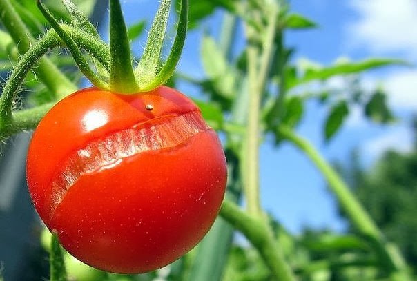 Трескаются помидоры в теплице: определяем и устраняем причины