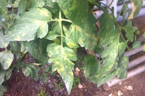 У помидоров белеют листья: причины появления проблемы и методы борьбы