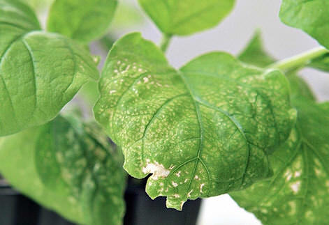 У помидоров белеют листья: причины появления проблемы и методы борьбы