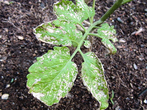 У помидоров белеют листья: причины появления проблемы и методы борьбы