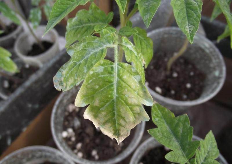 У помидоров белеют листья: причины появления проблемы и методы борьбы