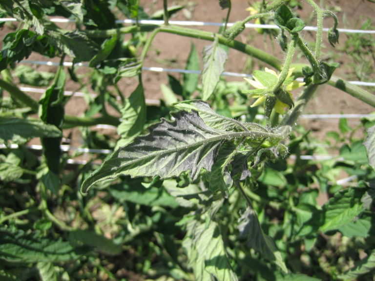 У помидоров фиолетовые листья: почему возникает проблема и что делать в подобном случае