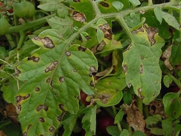 У помидоров желтые пятна на листьях: определяем и устраняем причины