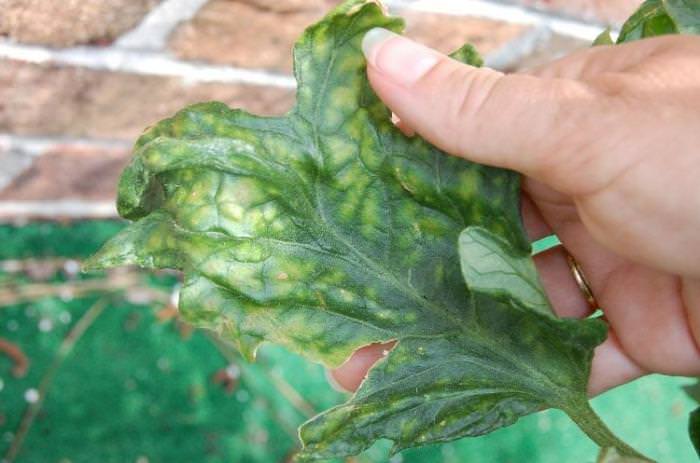 У помидоров желтые пятна на листьях: определяем и устраняем причины