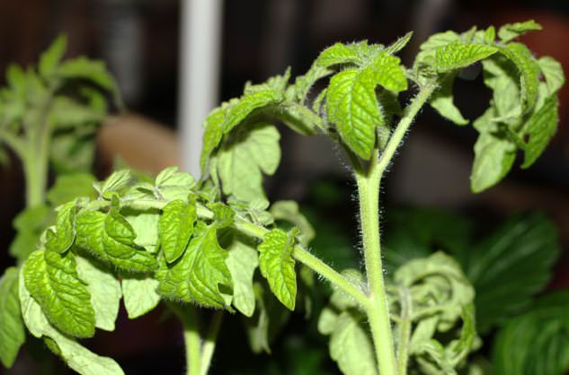 У рассады помидоров скручиваются листья: способы выявления и устранения причин