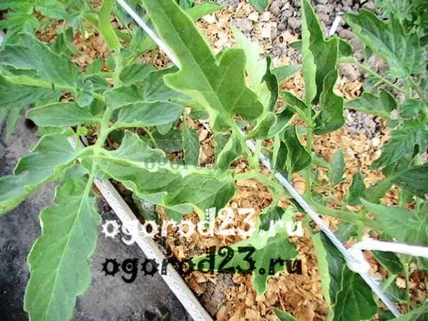 У рассады помидоров скручиваются листья: способы выявления и устранения причин