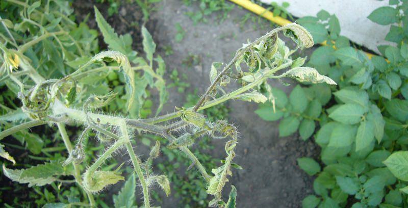 У рассады помидоров скручиваются листья: способы выявления и устранения причин