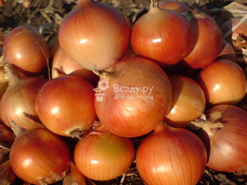 Уборка и хранение репчатого лука