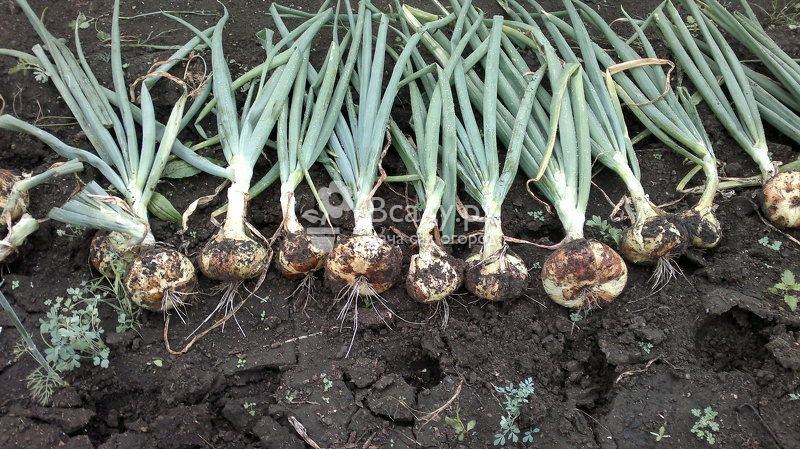 Уборка и хранение репчатого лука