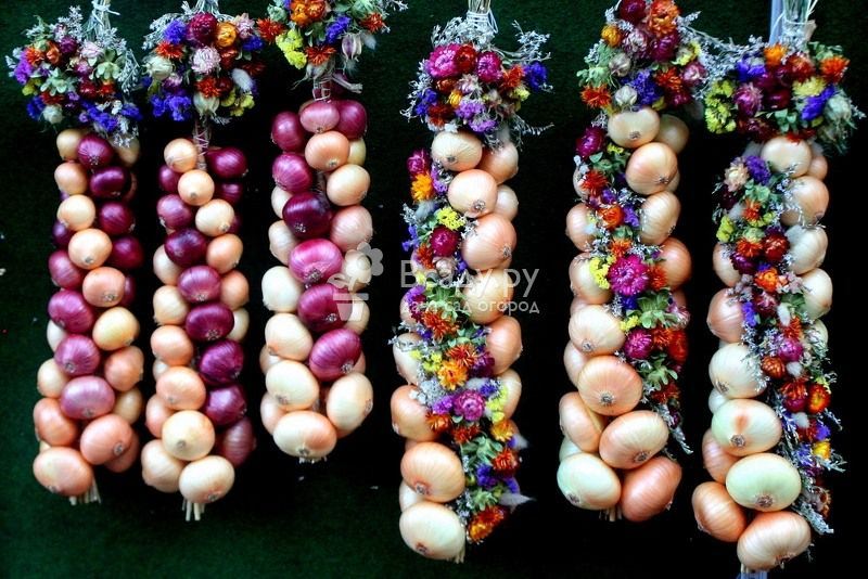 Уборка и хранение репчатого лука