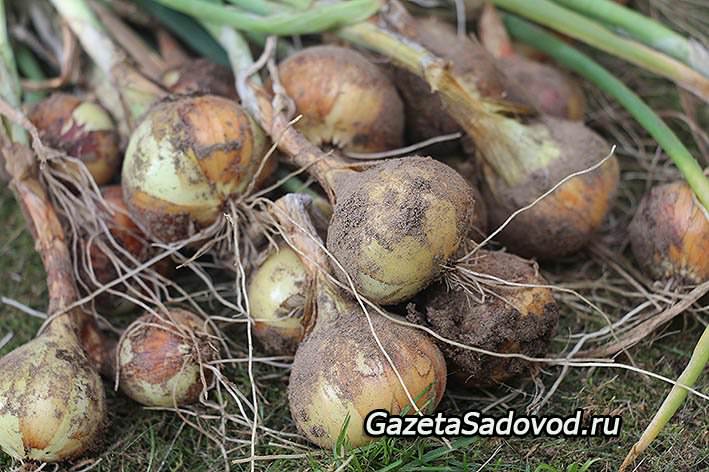 Уборка и хранение репчатого лука