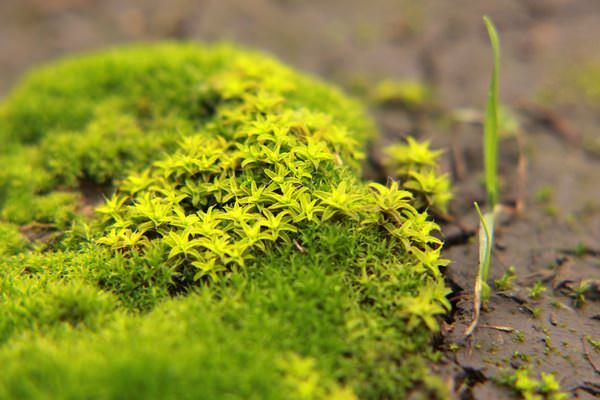 Учимся избавляться от мха в теплице, на садовом участке и строениях