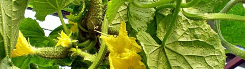 Удобрения для огурцов: виды и особенности внесения