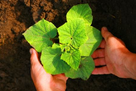 Удобрения для огурцов: виды и особенности внесения