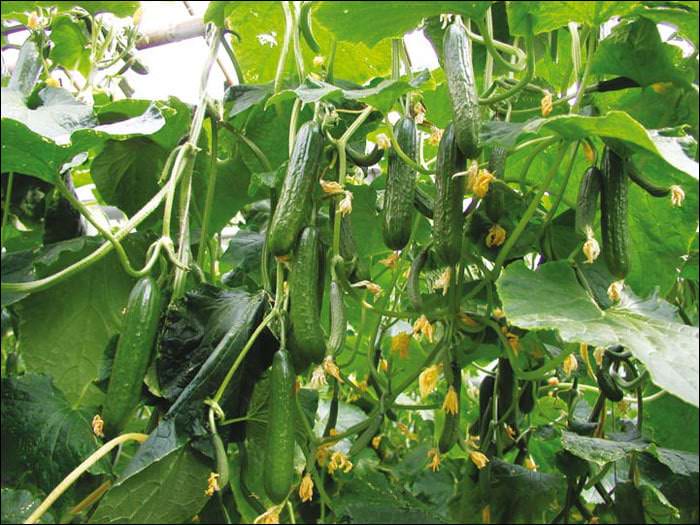 Удобрения для огурцов: виды и особенности внесения