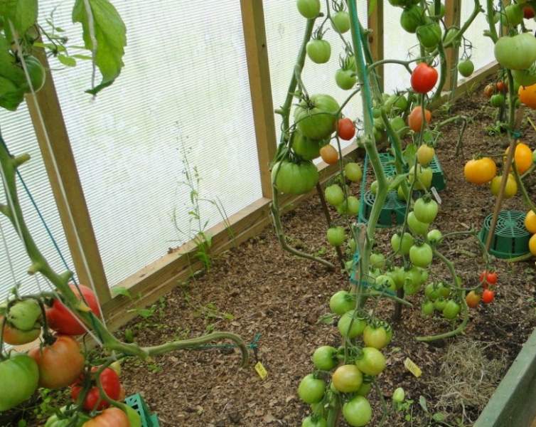 Удобрения для тепличных помидоров: схема внесения и виды