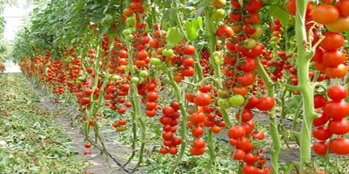 Уход за помидорами: нужно ли пасынковать?