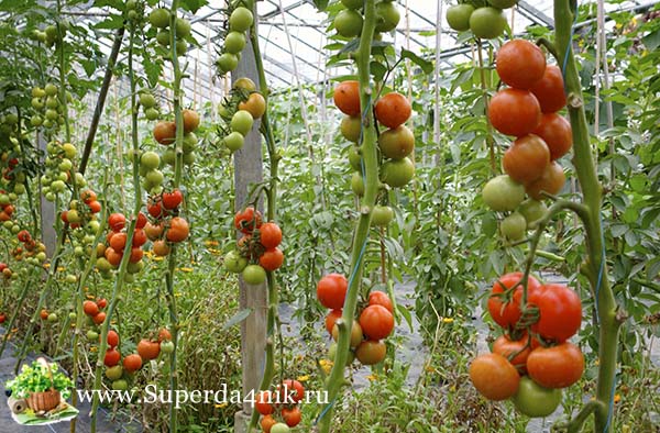 Уход за помидорами: нужно ли пасынковать?