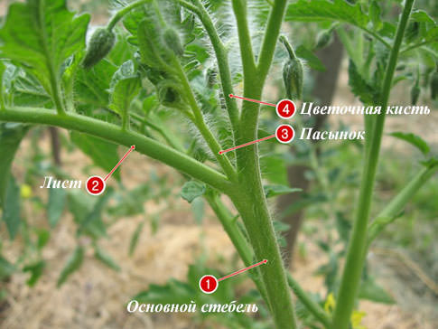 Уход за помидорами: нужно ли пасынковать?