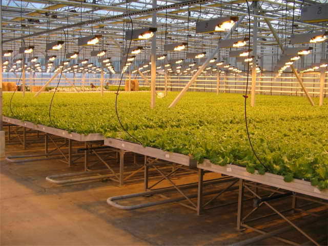 Умная теплица: особенности и преимущества конструкции