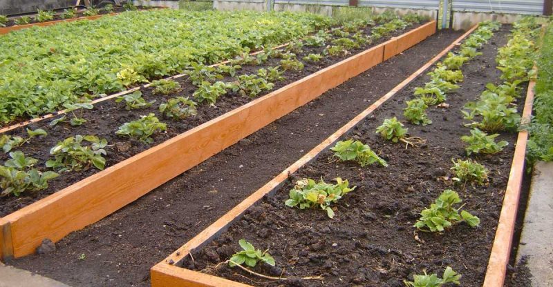 Умные грядки на даче: выбор вида и технология самостоятельного изготовления