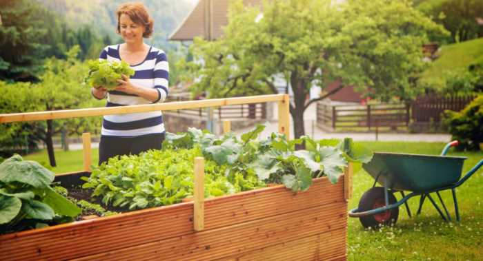 Умные грядки на даче: выбор вида и технология самостоятельного изготовления