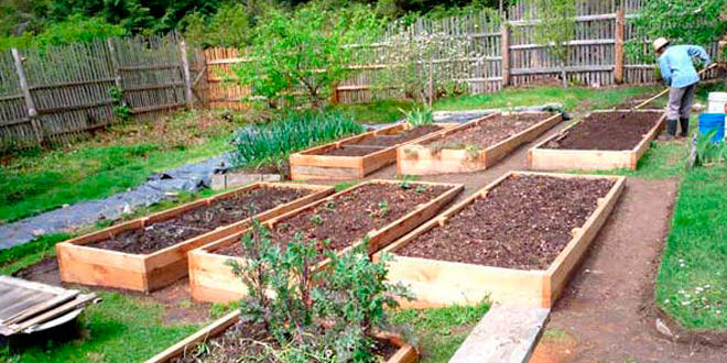 Умные грядки на даче: выбор вида и технология самостоятельного изготовления