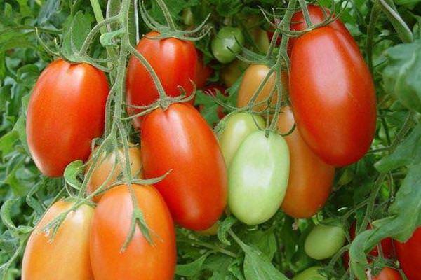 Универсальный томат рома: характеристика и описание сорта