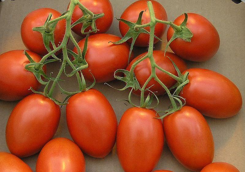 Универсальный томат рома: характеристика и описание сорта