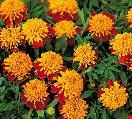 В чем особенность низкорослых бархатцев?