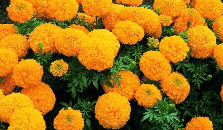 В чем особенность низкорослых бархатцев?